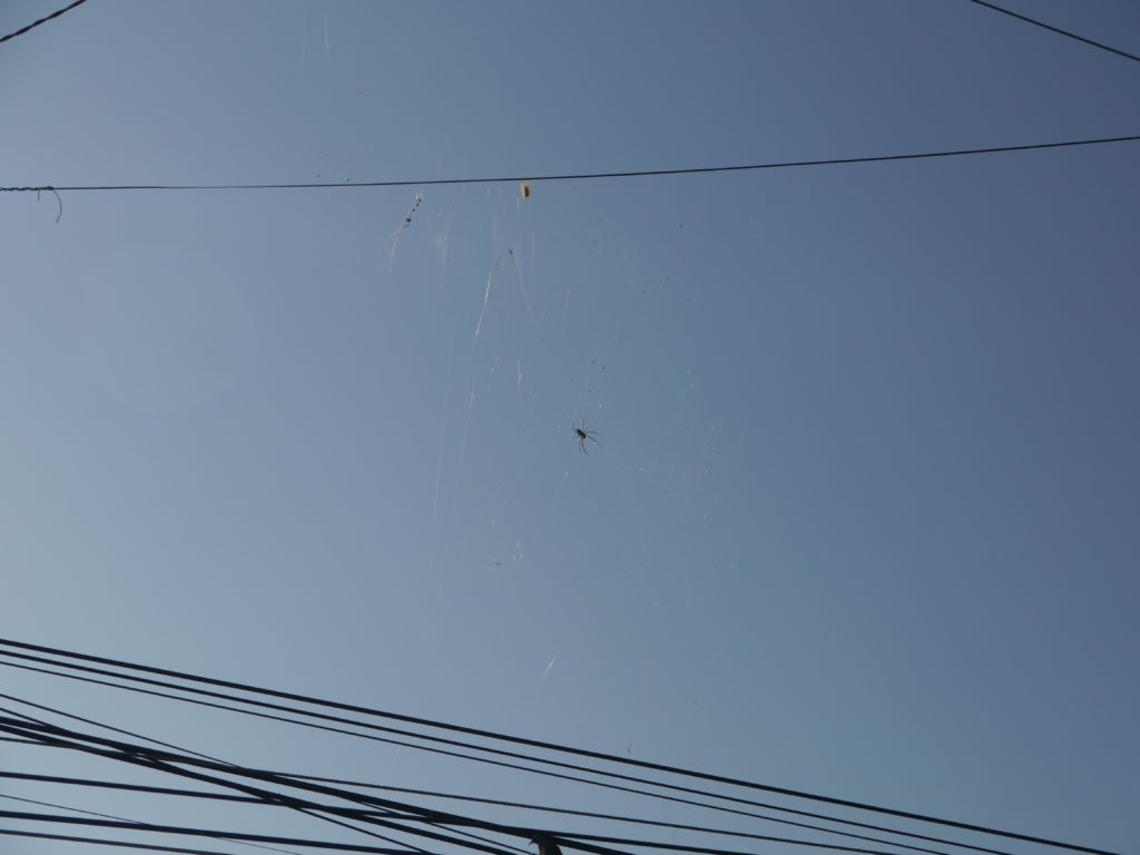 spider on electric lines