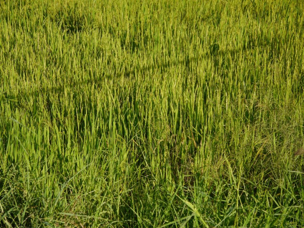 rice field