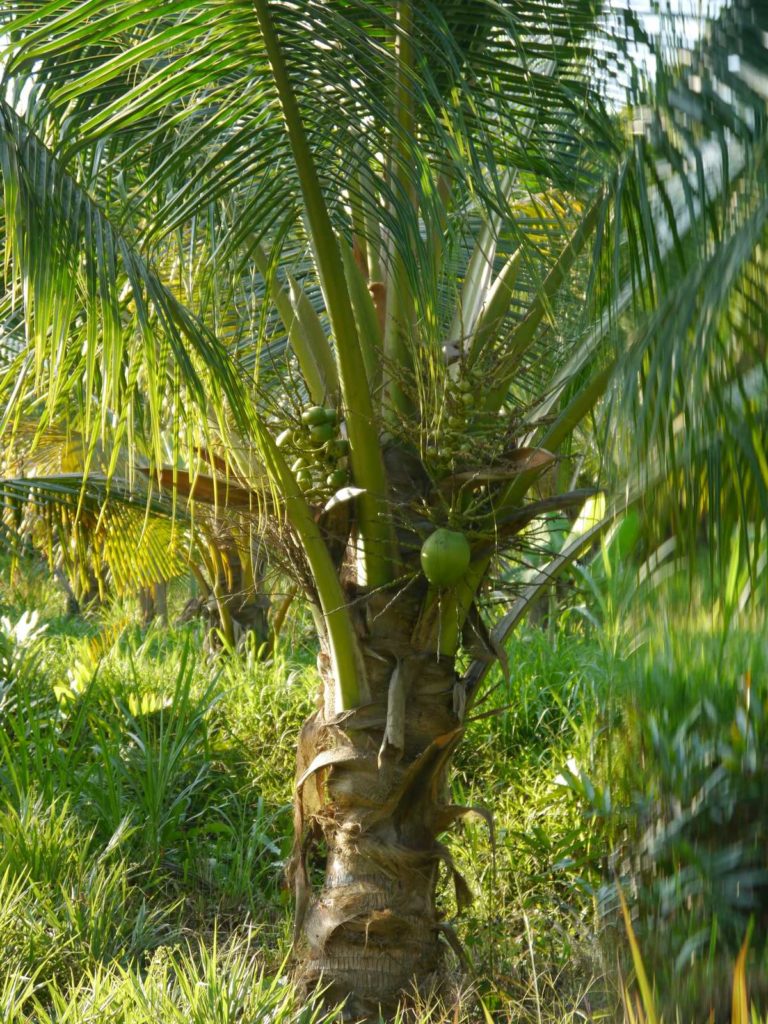 coconut farm