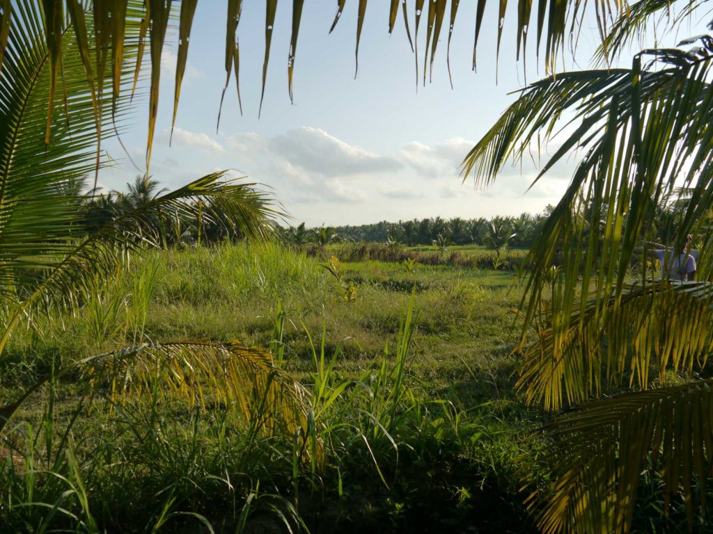 coconut farm