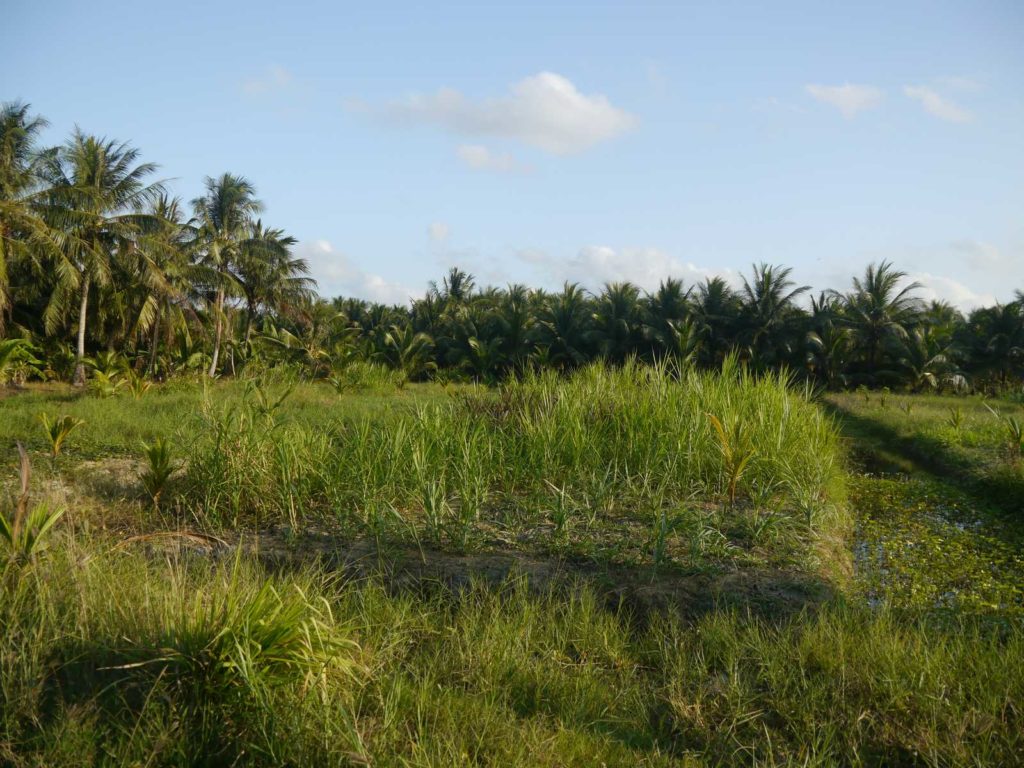 coconut farm