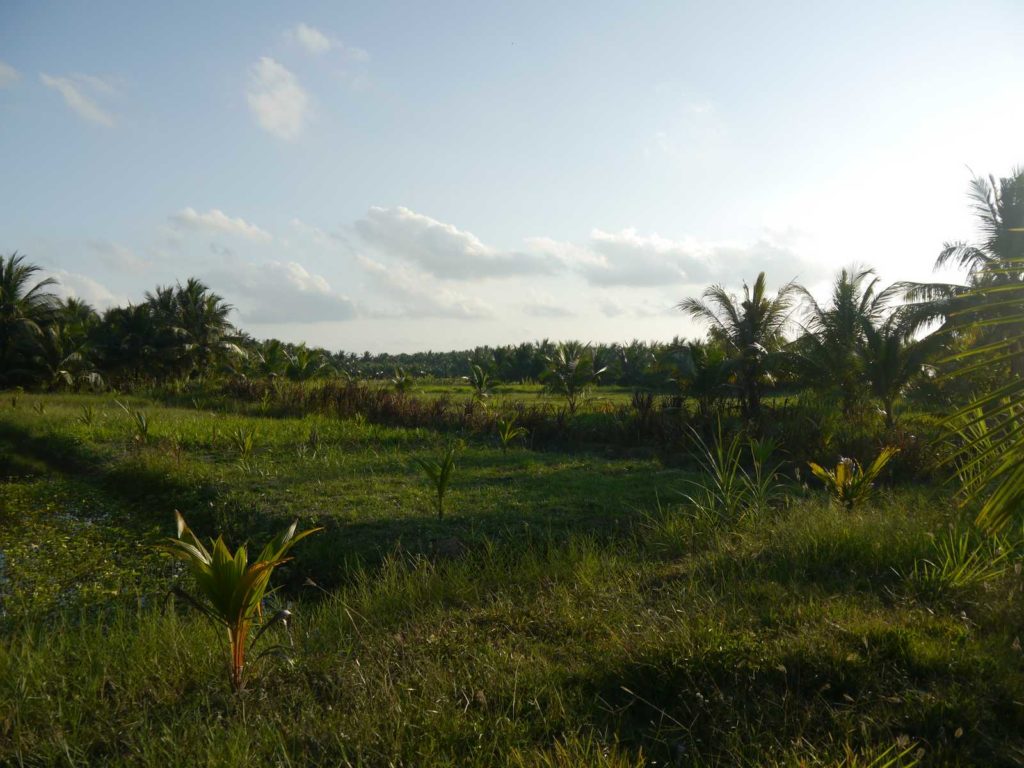 coconut farm