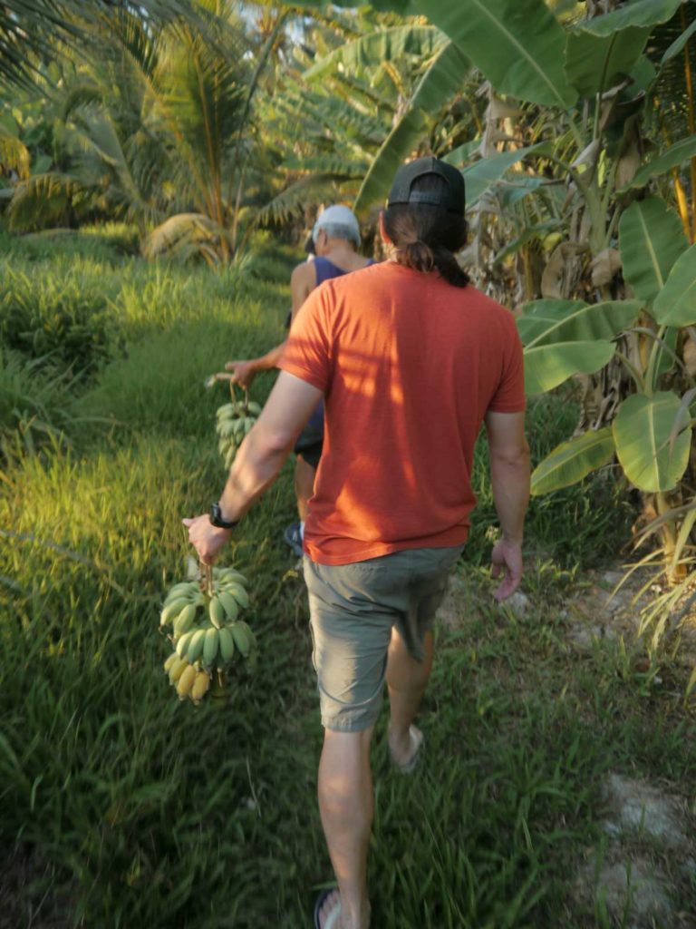 banana harvest