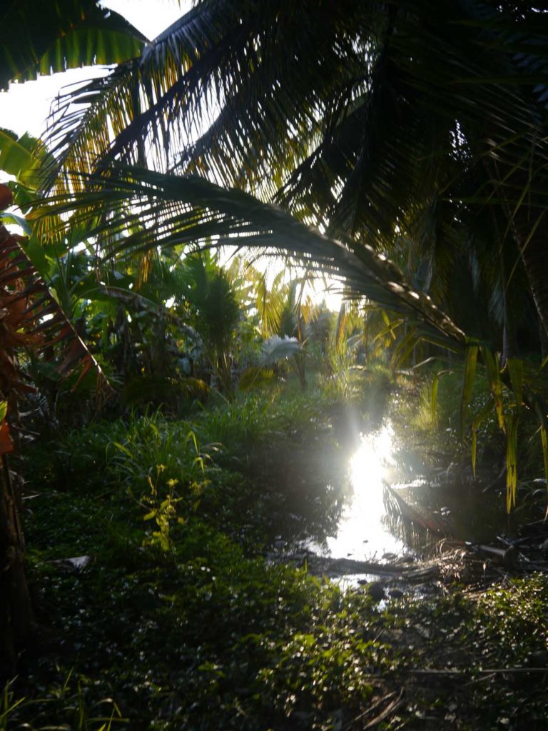 coconut farm