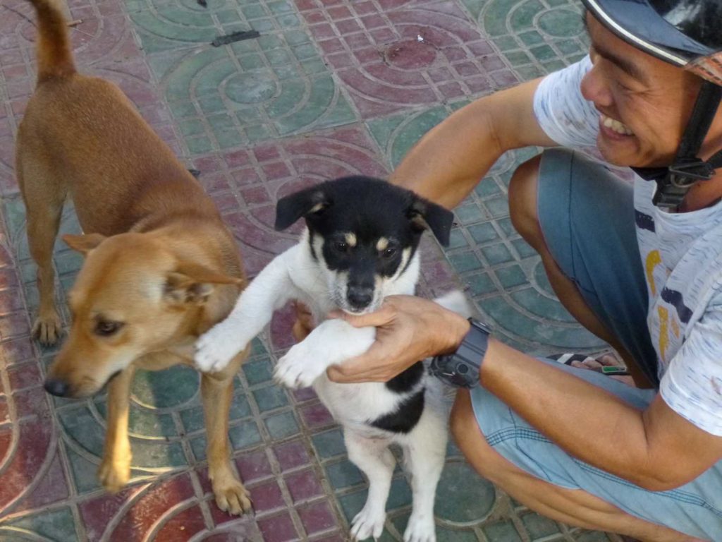 Puppies and potted plants